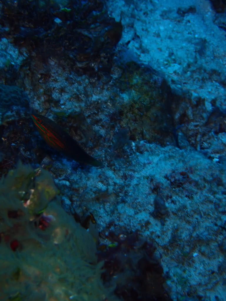 Biocellate Wrasse in a marine aquarium