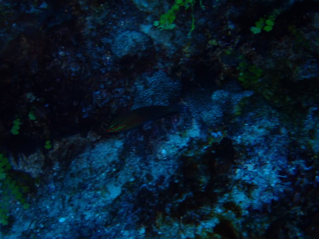 Biocellate Wrasse in a marine aquarium