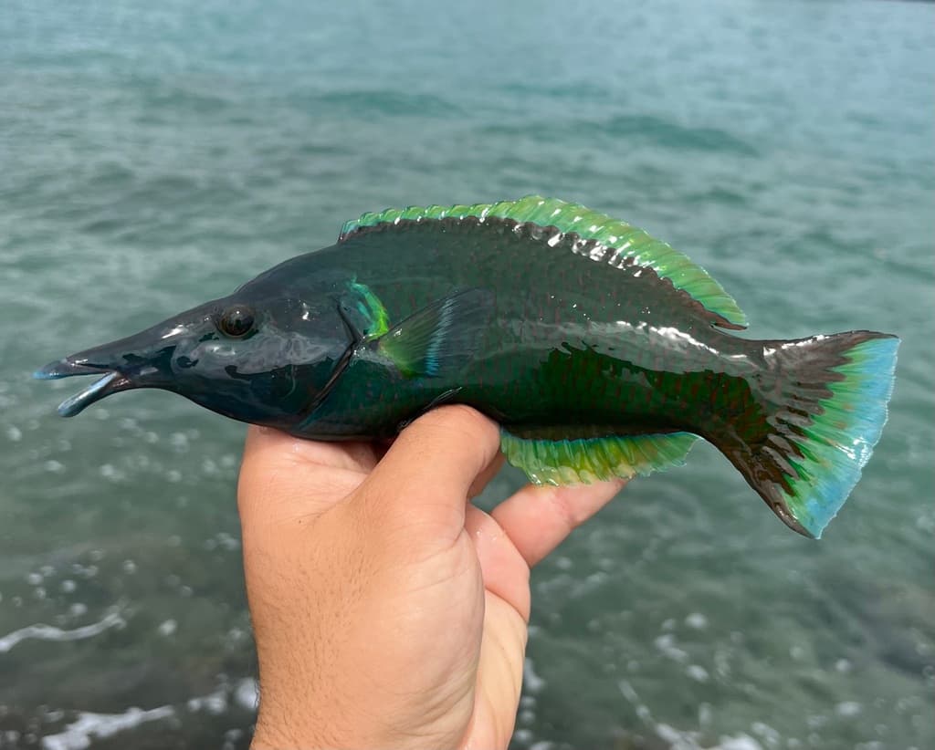 Bird Wrasse in a marine aquarium