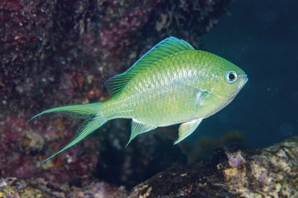 Black Axil Chromis in a marine aquarium