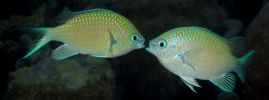 Black Axil Chromis in a marine aquarium