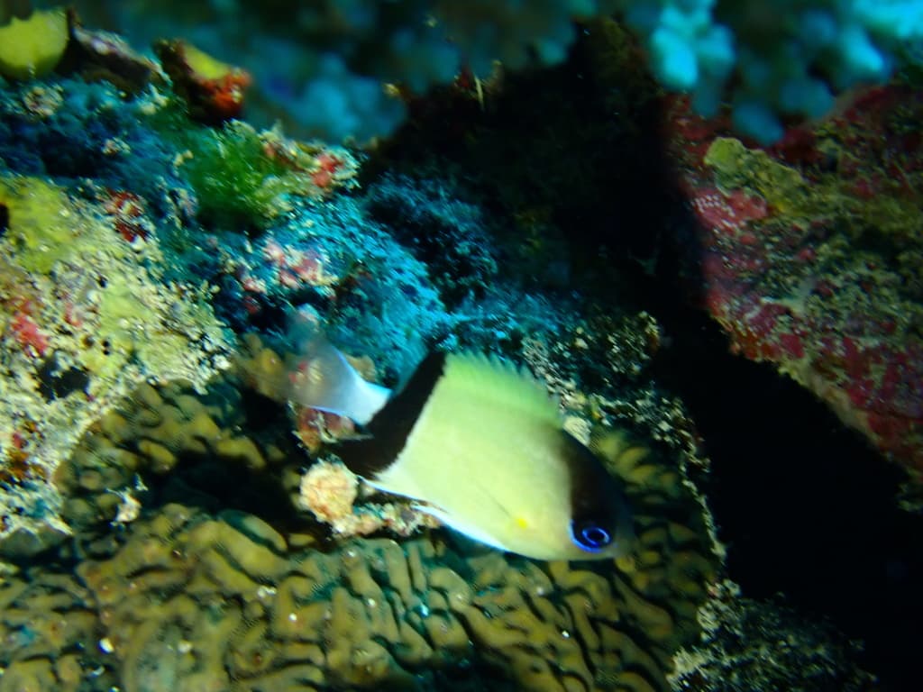 Black-Bar Chromis in a marine aquarium