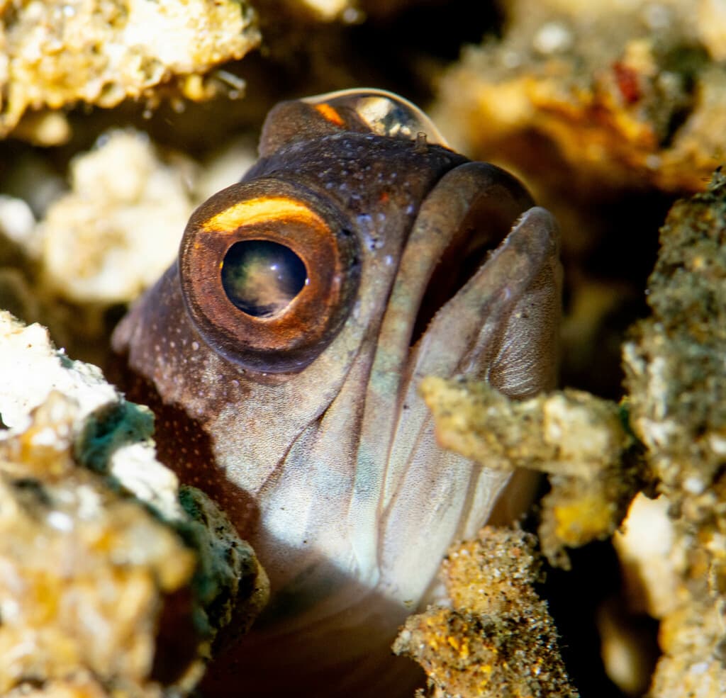 Black Cap Jawfish in a marine aquarium