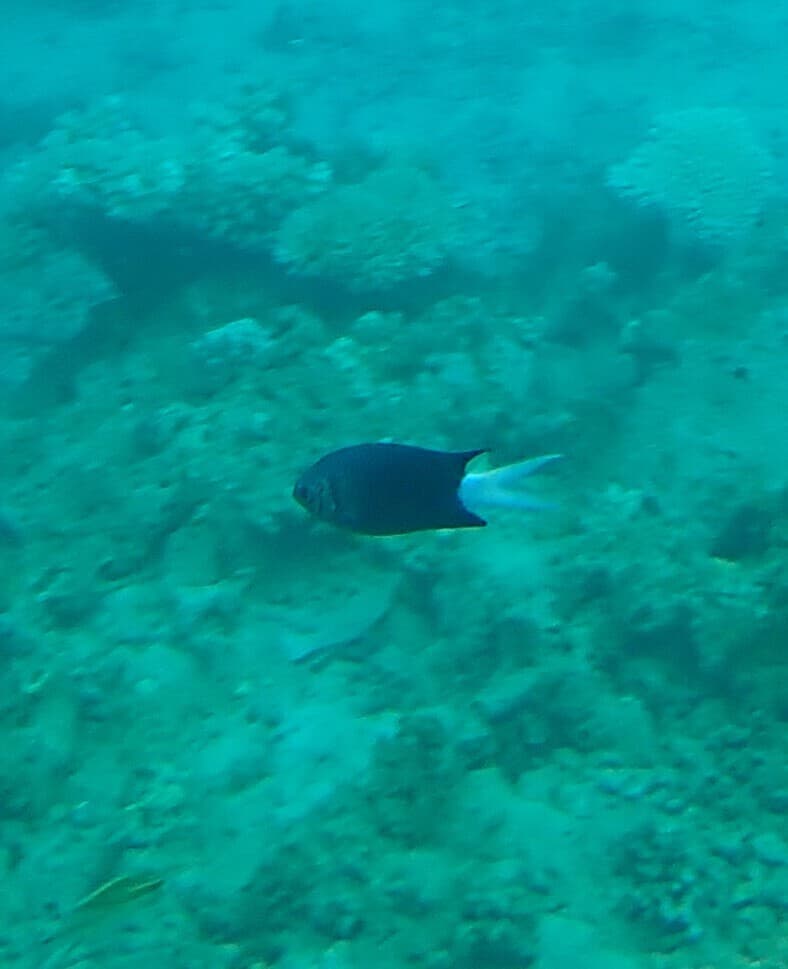 Black Chromis in a marine aquarium
