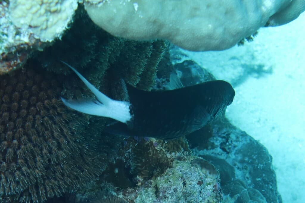 Black Chromis in a marine aquarium