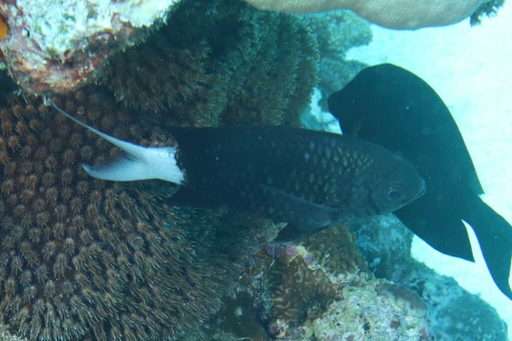 Black Chromis in a marine aquarium