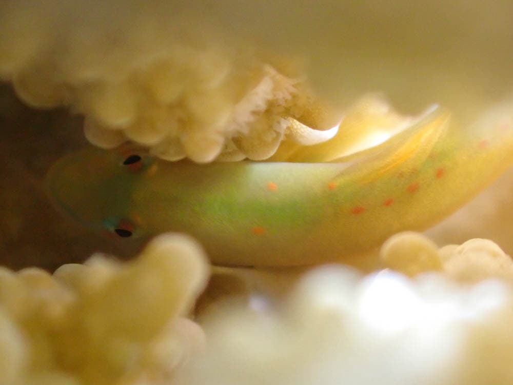 Black Clown Goby in a marine aquarium