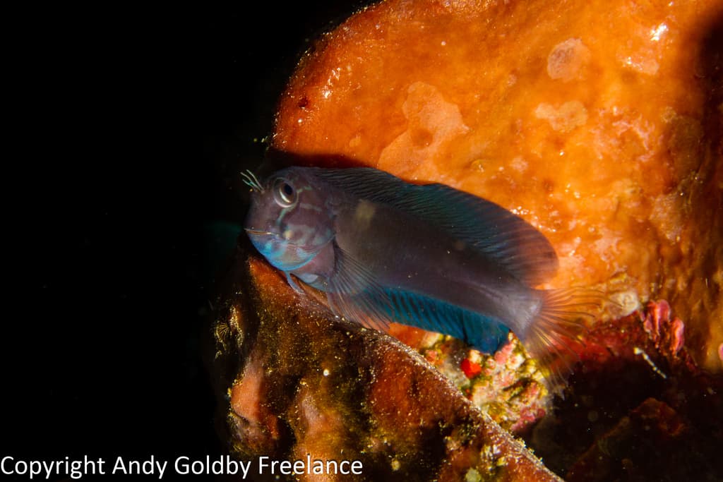 Black Combtooth Blenny in a marine aquarium