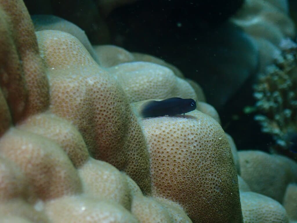 Black Combtooth Blenny in a marine aquarium