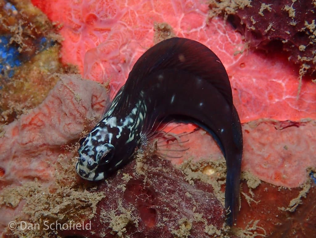 Black Combtooth Blenny on reef rock