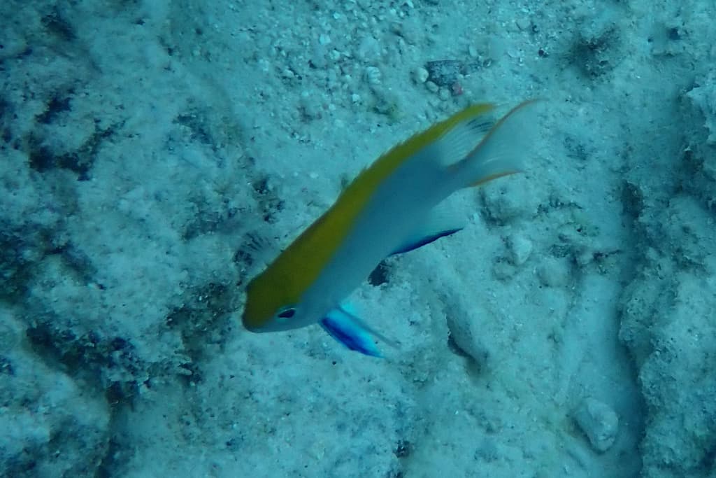 Black Damselfish in a marine aquarium