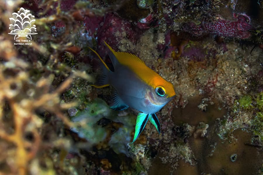 Black Damselfish in a marine aquarium