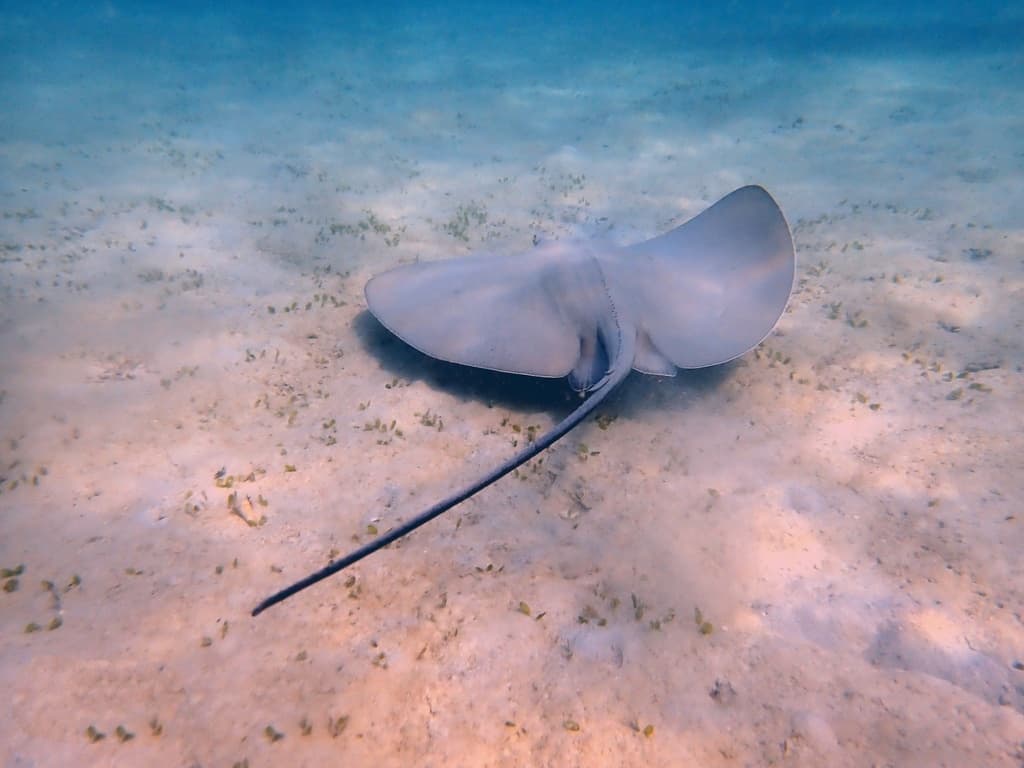 Black Diamond Stingray in a marine aquarium