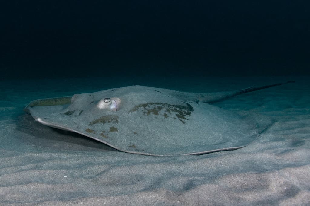 Black Diamond Stingray in a marine aquarium