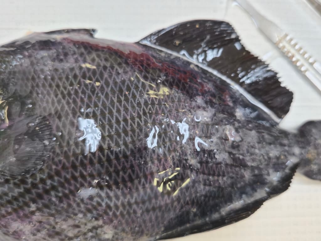 Black Durgeon in a marine aquarium