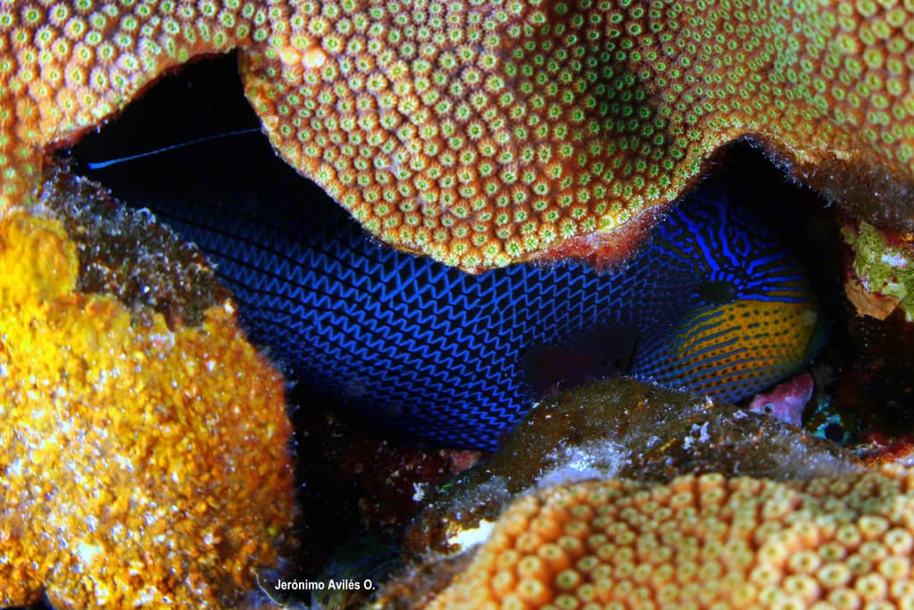 Black Durgeon in a marine aquarium