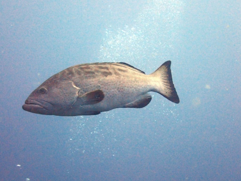 Black Grouper in a marine aquarium