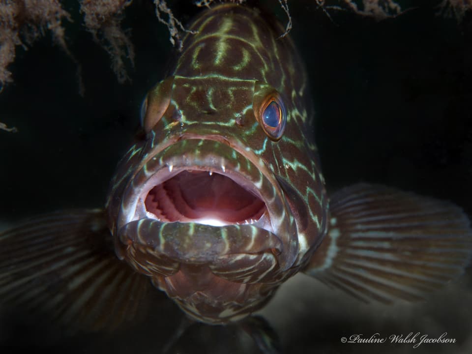 Black Grouper in a marine aquarium
