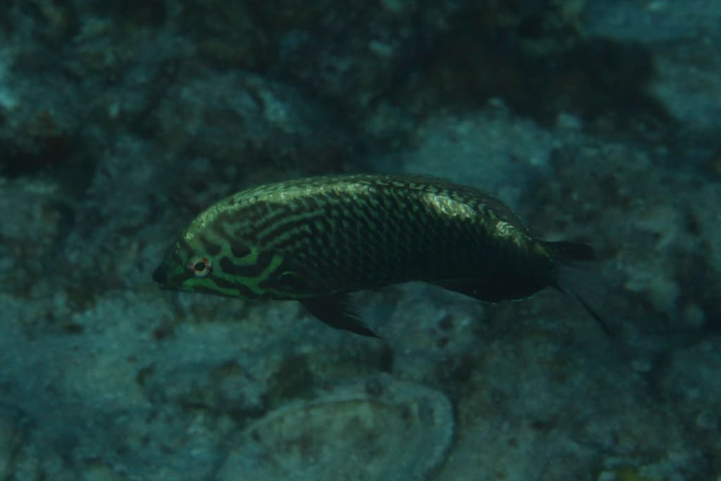 Black Leopard Wrasse in a marine aquarium