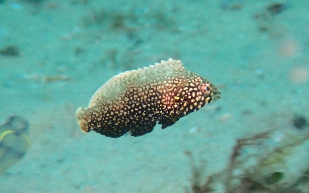 Black Leopard Wrasse in a marine aquarium