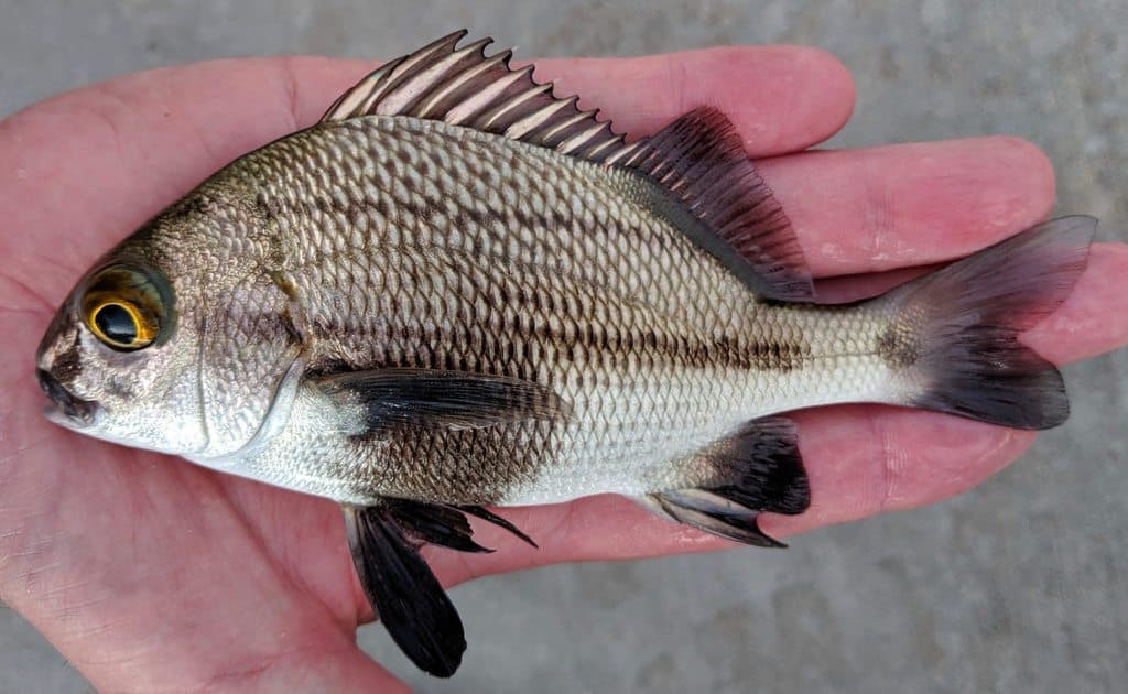 Black Margate in a marine aquarium