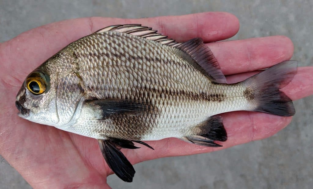 Black Margate in a marine aquarium
