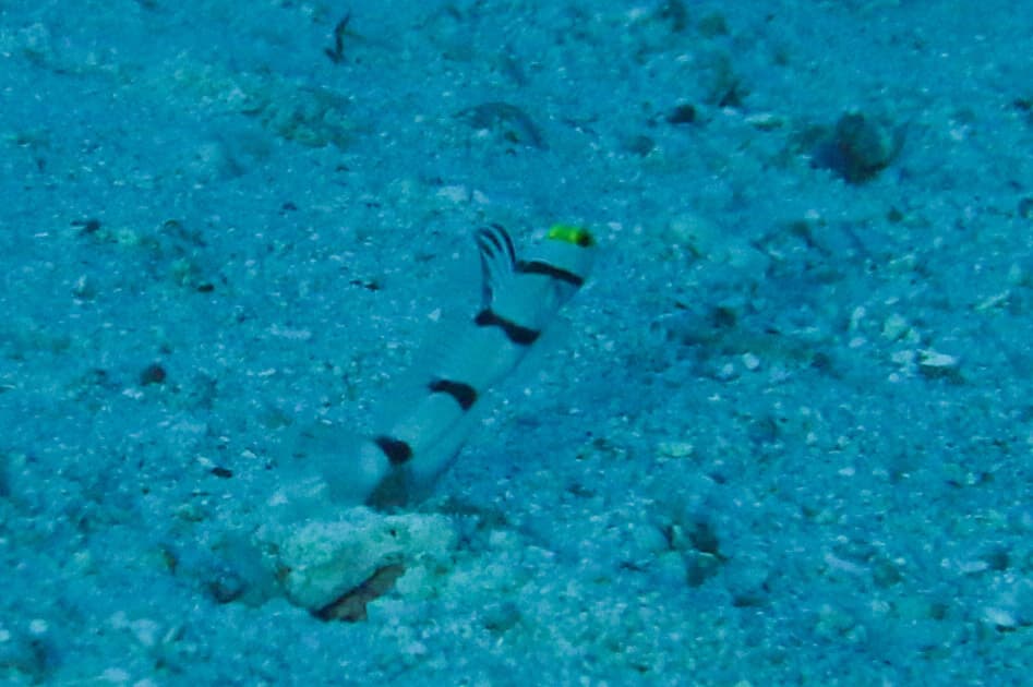 Black Ray Goby in a marine aquarium