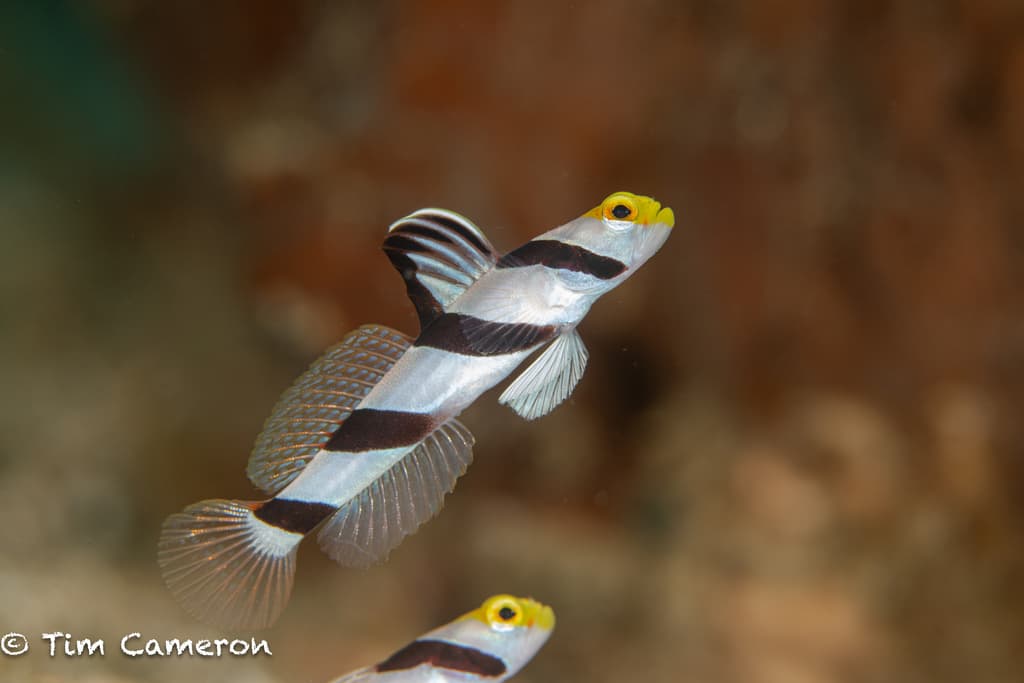 Black Ray Goby in a marine aquarium
