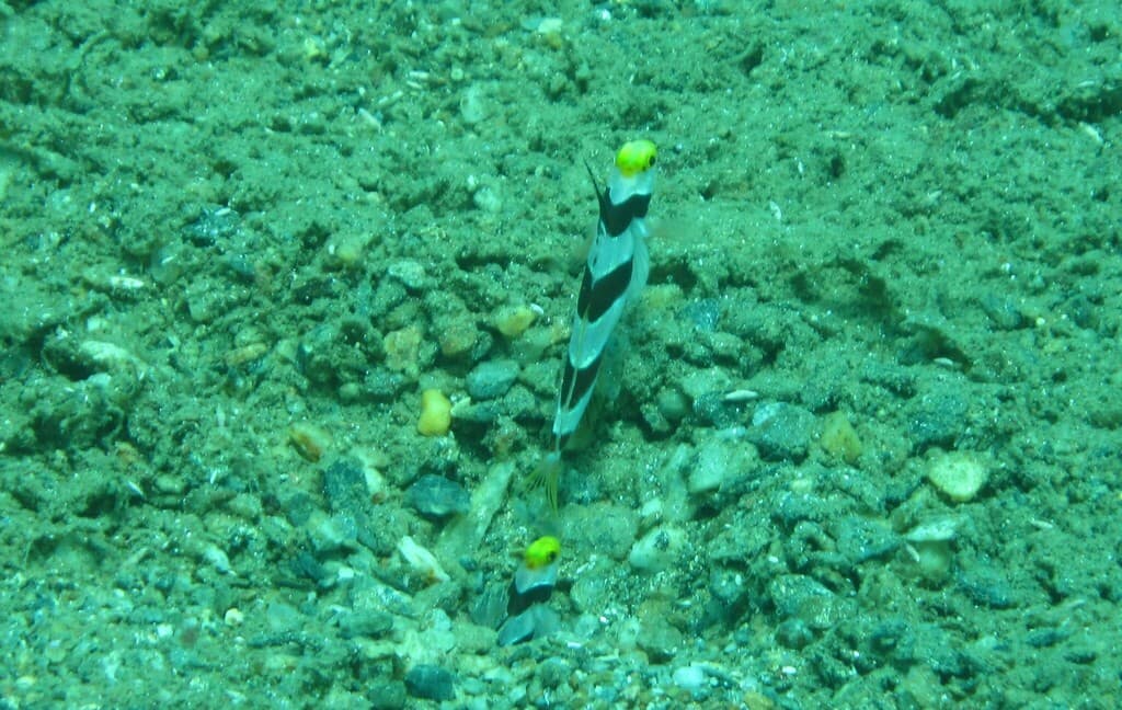 Black Ray Shrimp Goby in a marine aquarium