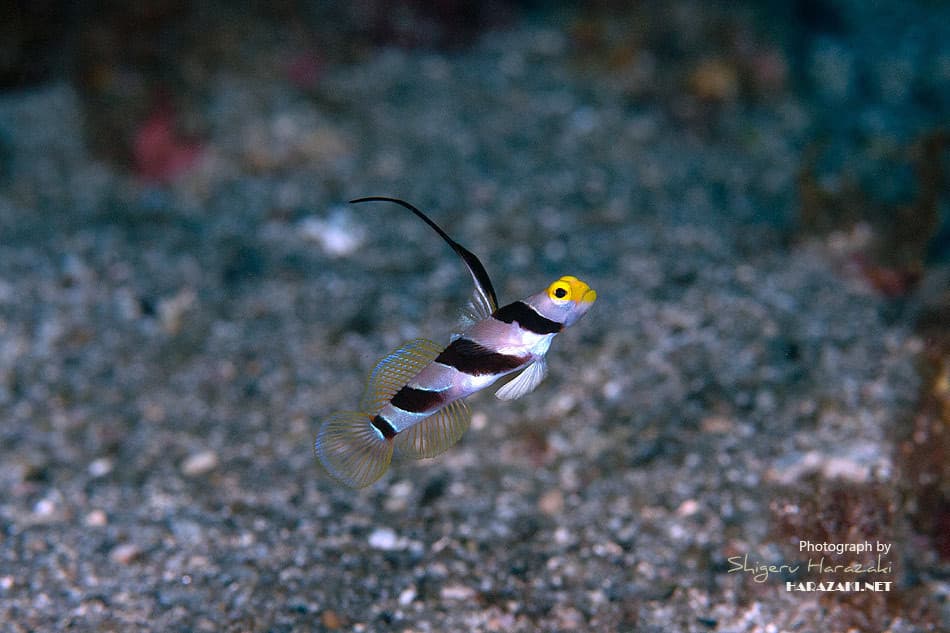 Black Ray Shrimp Goby in a marine aquarium