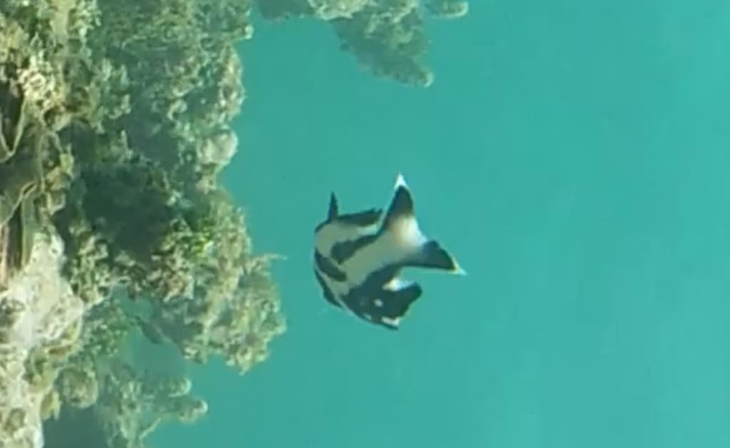 Black Snapper in a marine aquarium