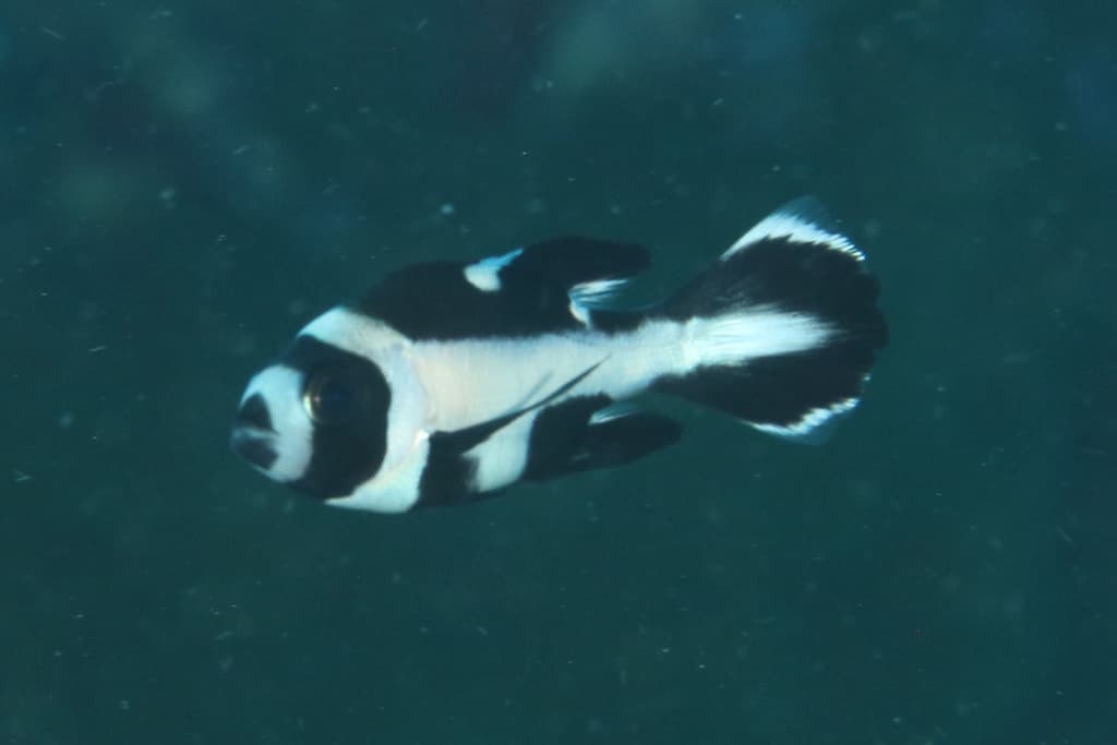 Black Snapper in a marine aquarium