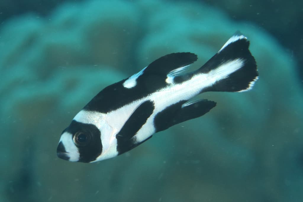 Black Snapper in a marine aquarium
