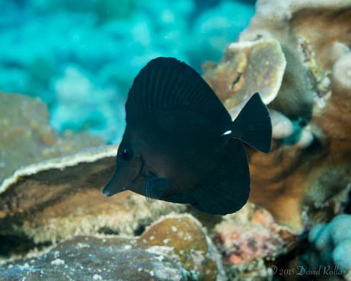 Black Tang in a marine aquarium