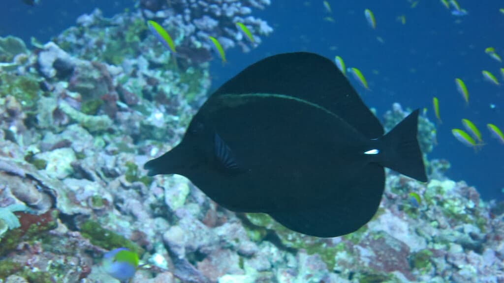 Black Tang in a marine aquarium