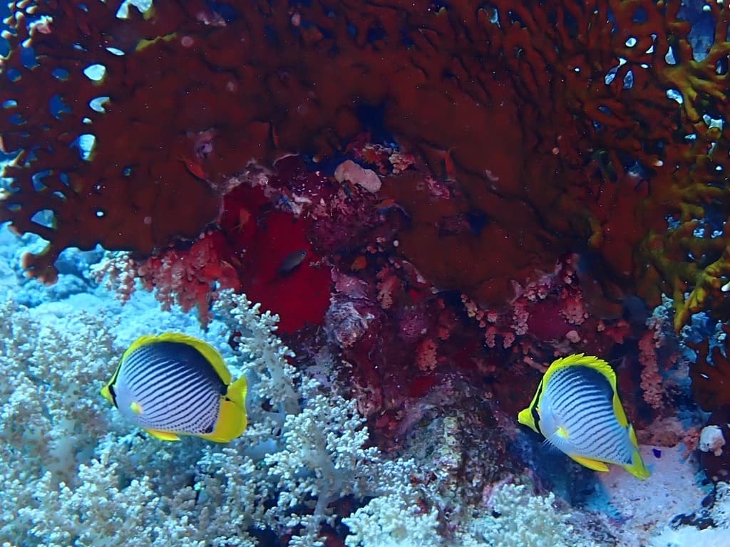 Blackback Butterflyfish in a marine aquarium