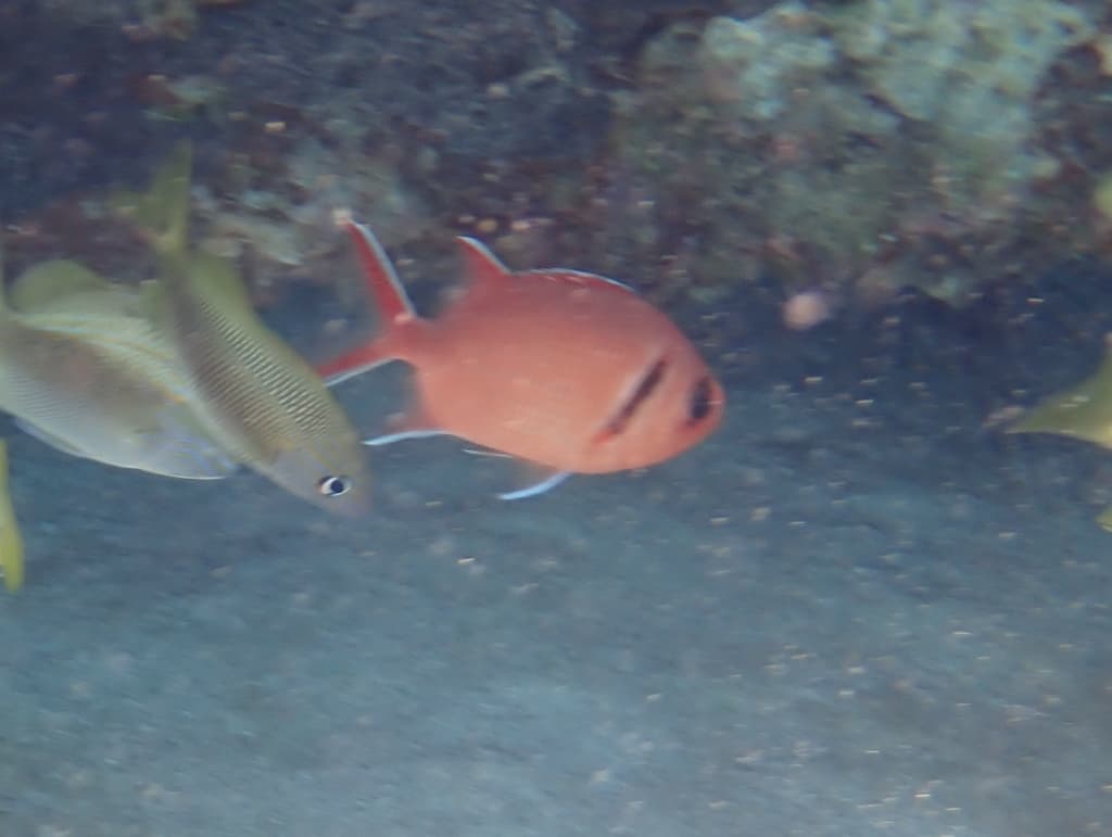 Blackbar Soldierfish in a marine aquarium