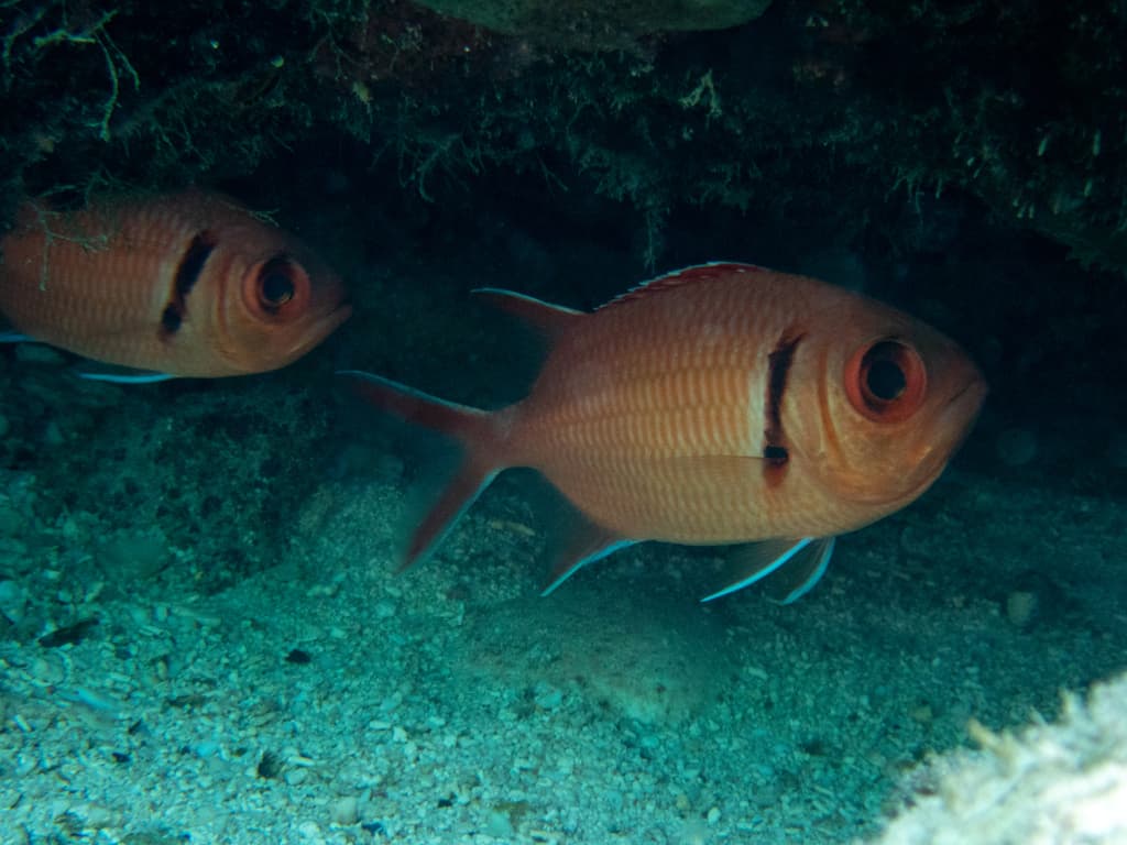 Blackbar Soldierfish in a marine aquarium