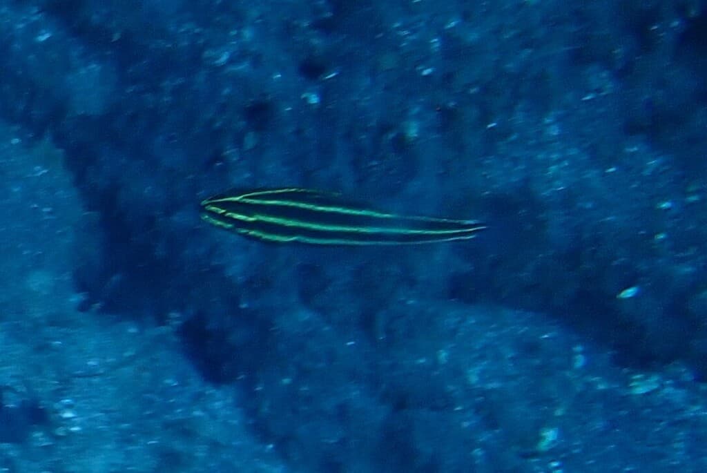 Blackbelt Cardinalfish in a marine aquarium
