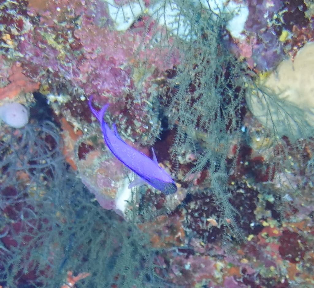 Blackcap Gramma hovering near cave entrance