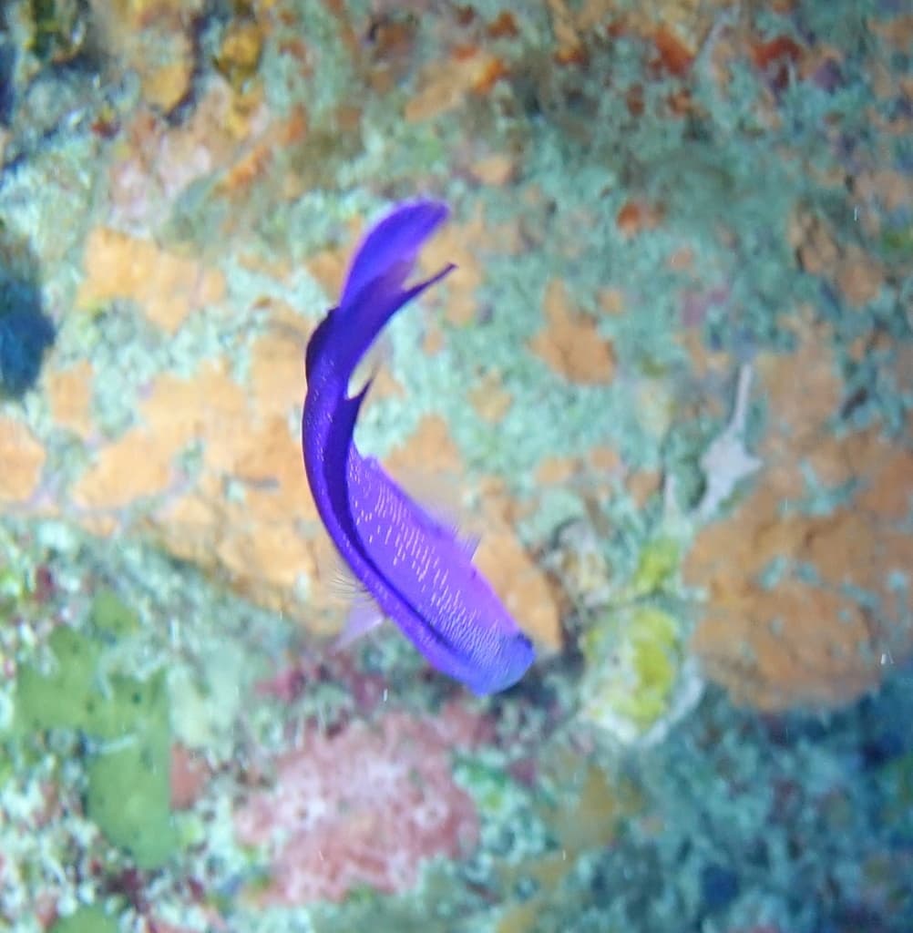 Blackcap Basslet profile view showing color gradient from purple to black