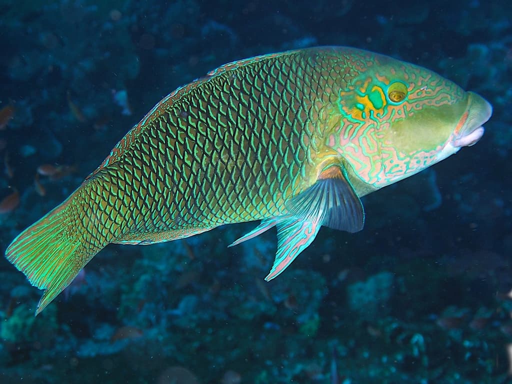 Blackeye Thicklip Wrasse in a marine aquarium