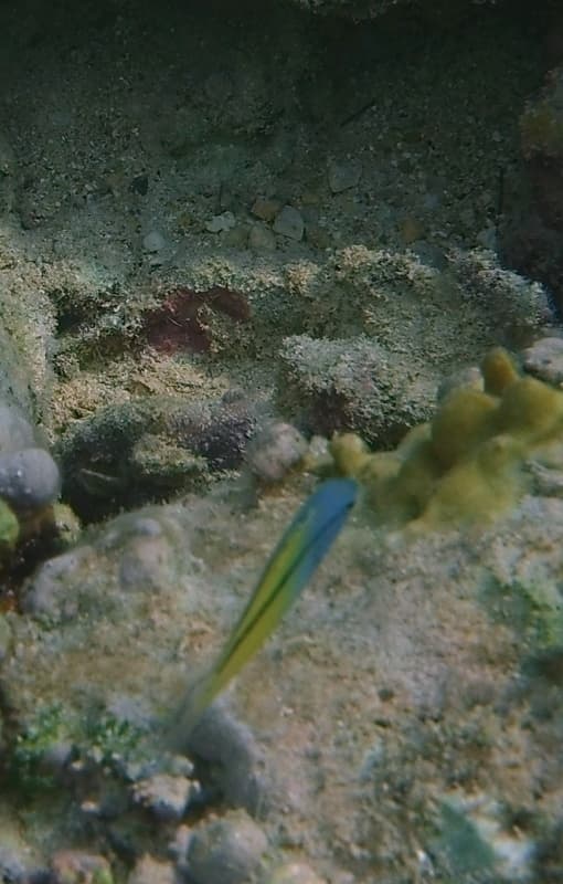 Blackline Fang Blenny in a marine aquarium