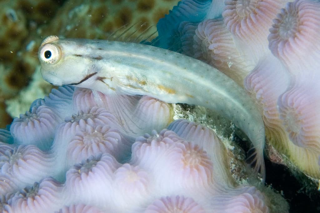 Blackspot Blenny in a marine aquarium