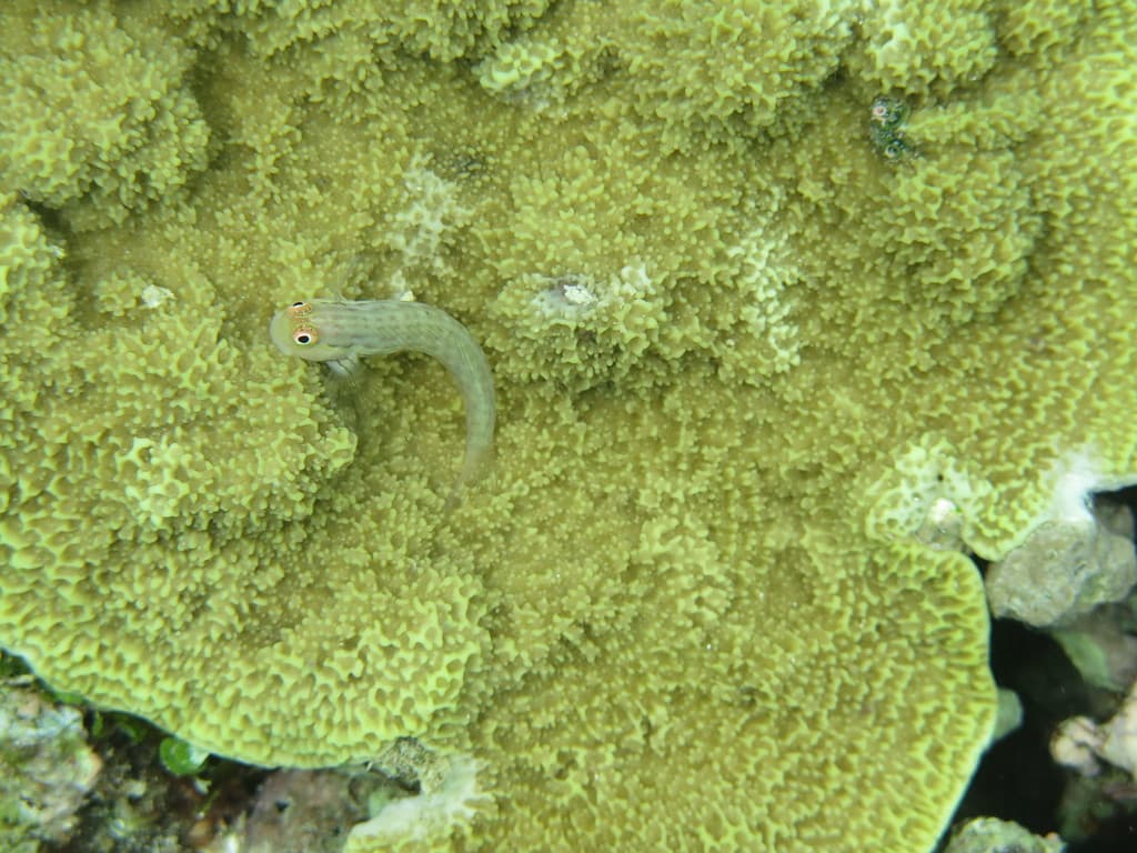 Blackspot Blenny in a marine aquarium