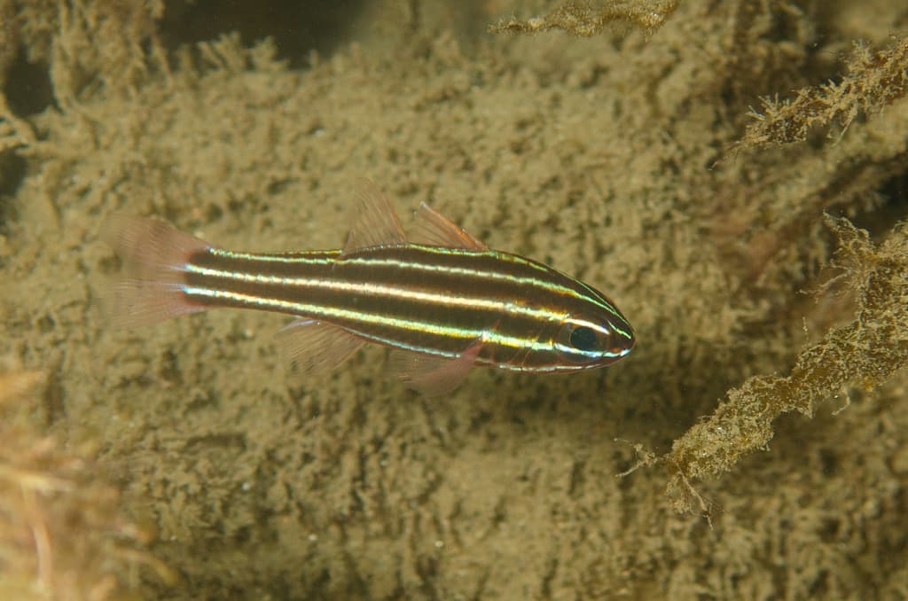 Blackstripe Cardinalfish in a marine aquarium