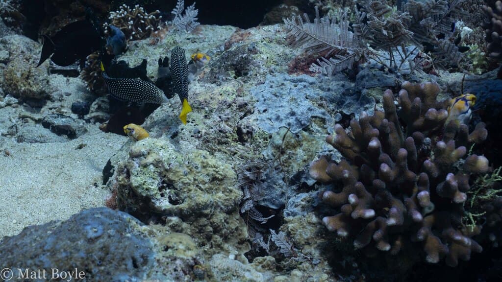 Blacktail Wrasse in a marine aquarium