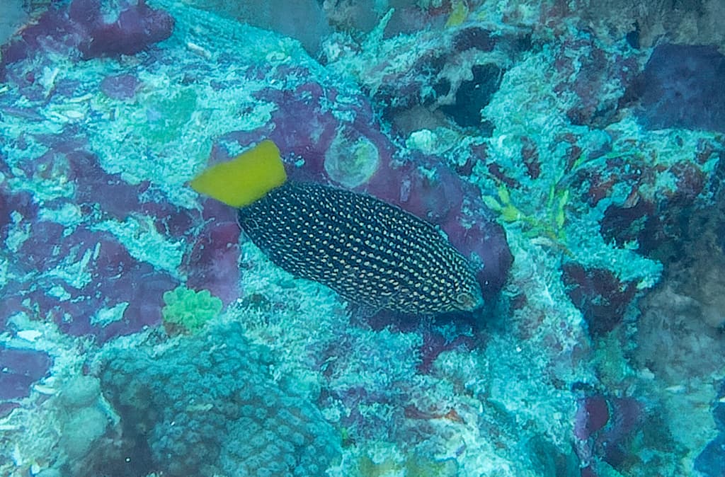 Blacktail Wrasse in a marine aquarium
