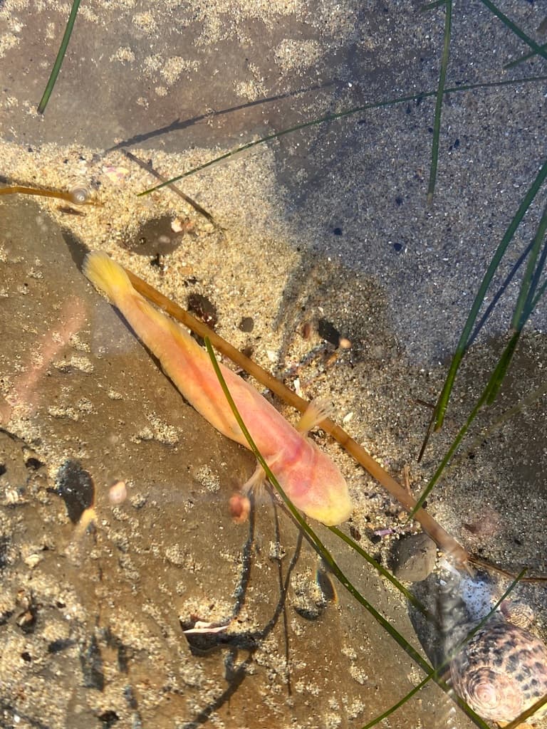 Blind Goby in a marine aquarium
