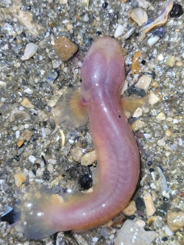 Blind Goby in a marine aquarium
